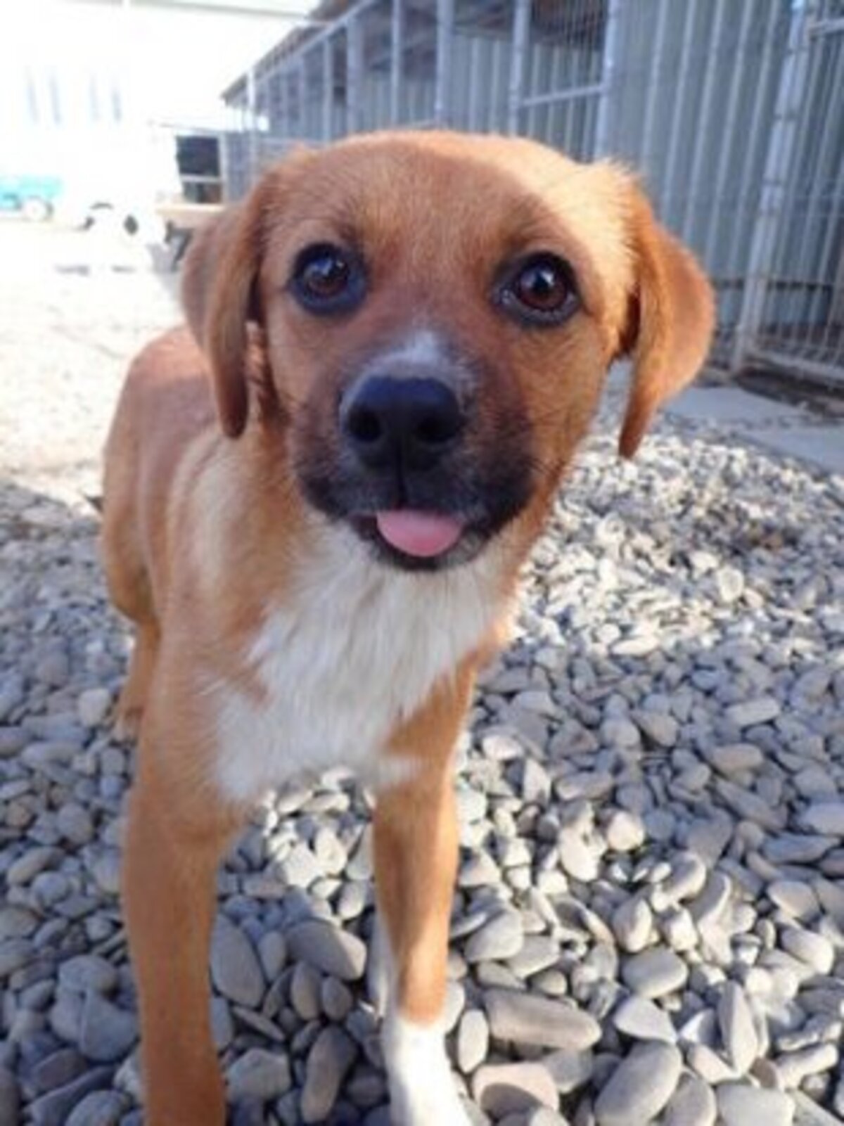 Adoption Hocus
