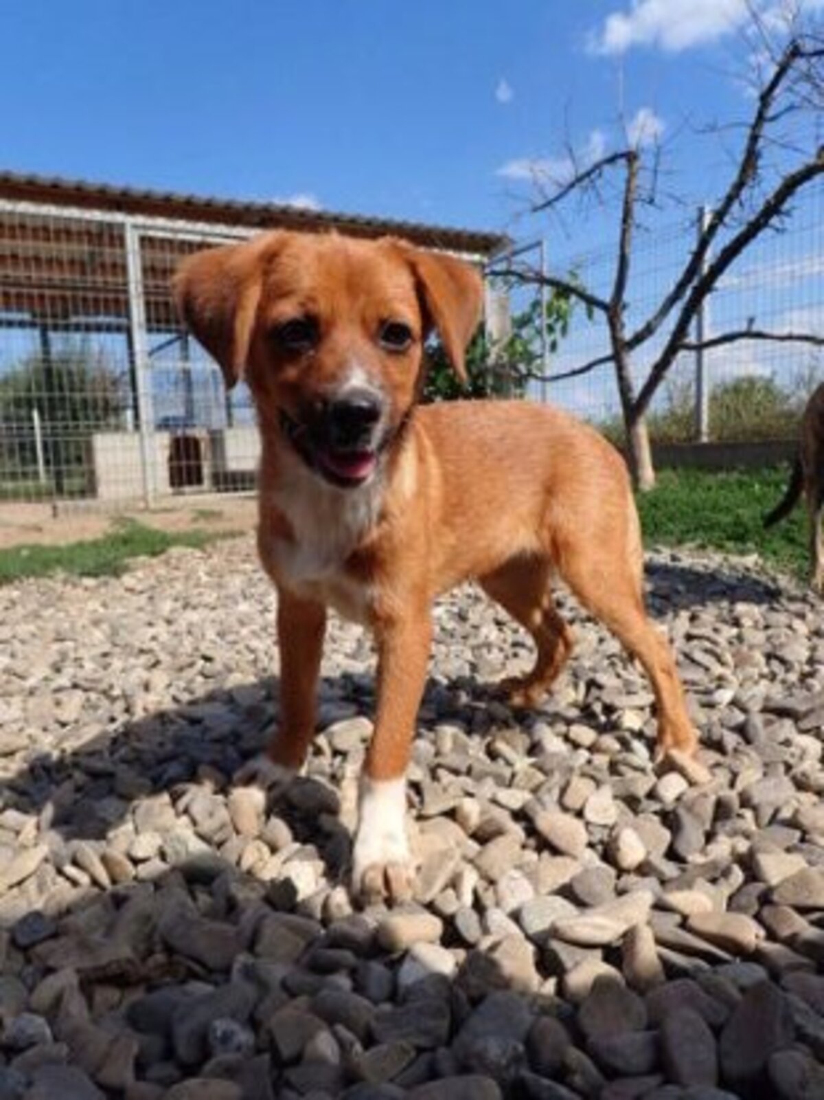 Adoption Hocus