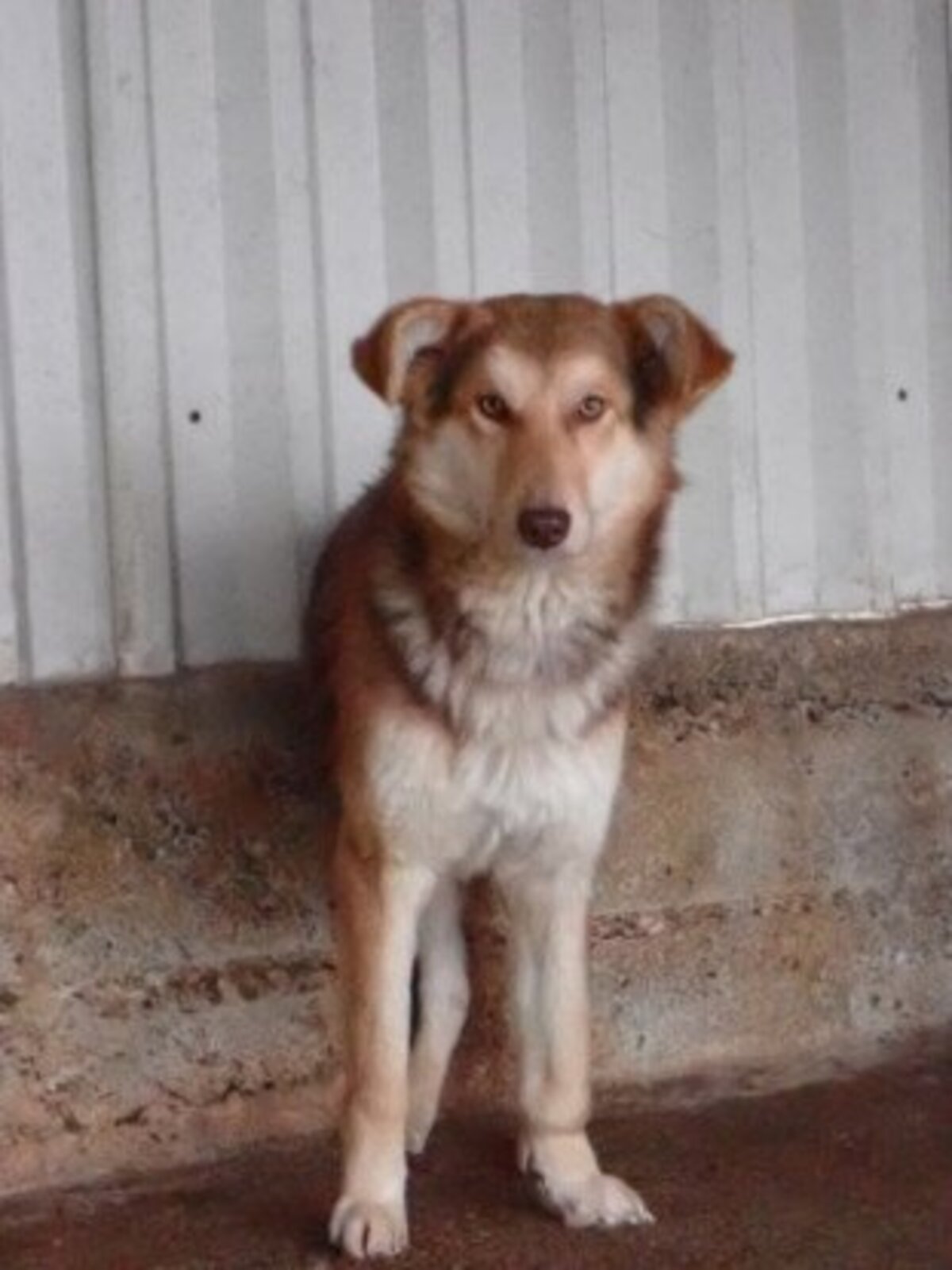 Adoption Hooper