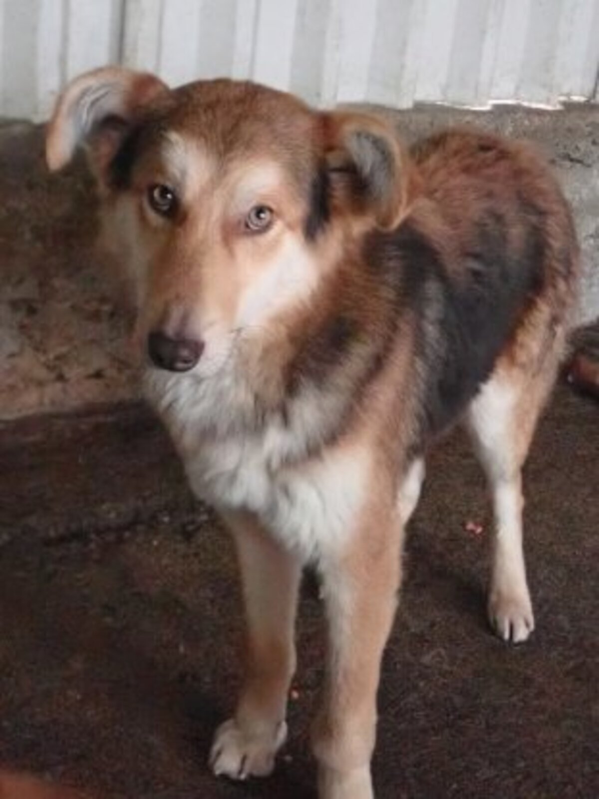 Adoption Hooper
