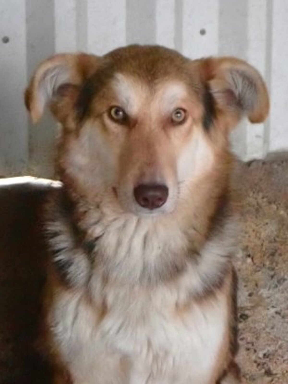 Adoption Hooper