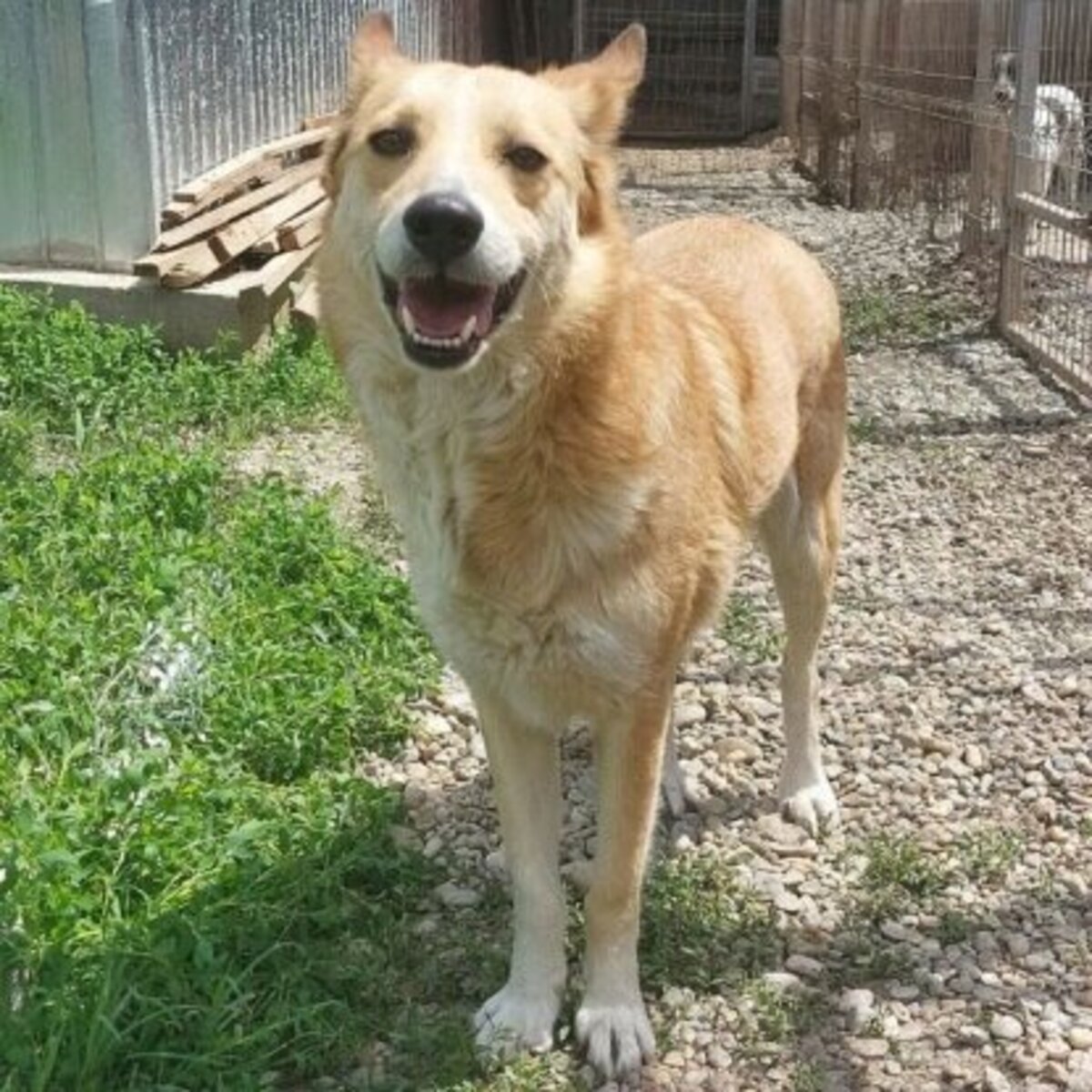 Adoption Hope