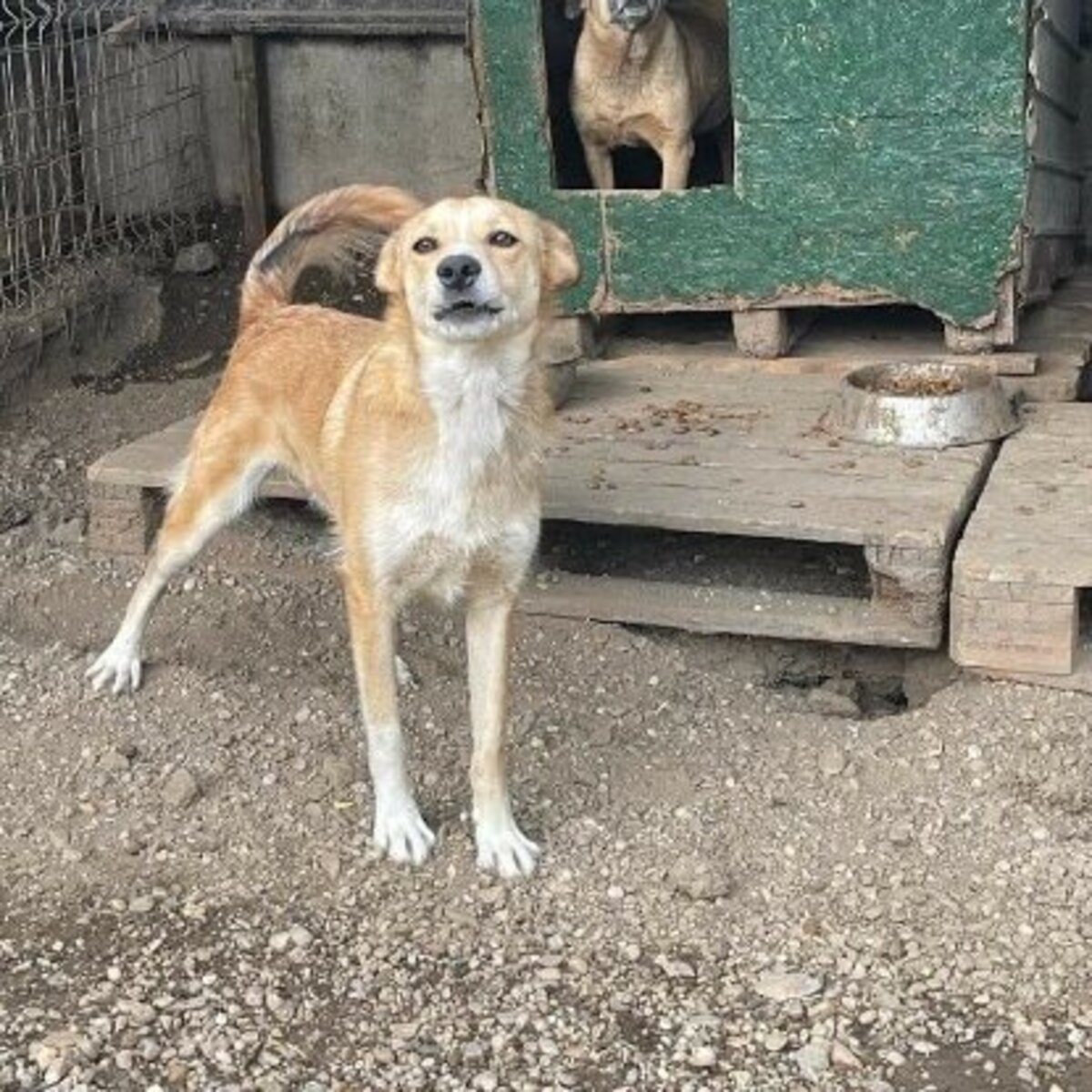 Adoption Hope
