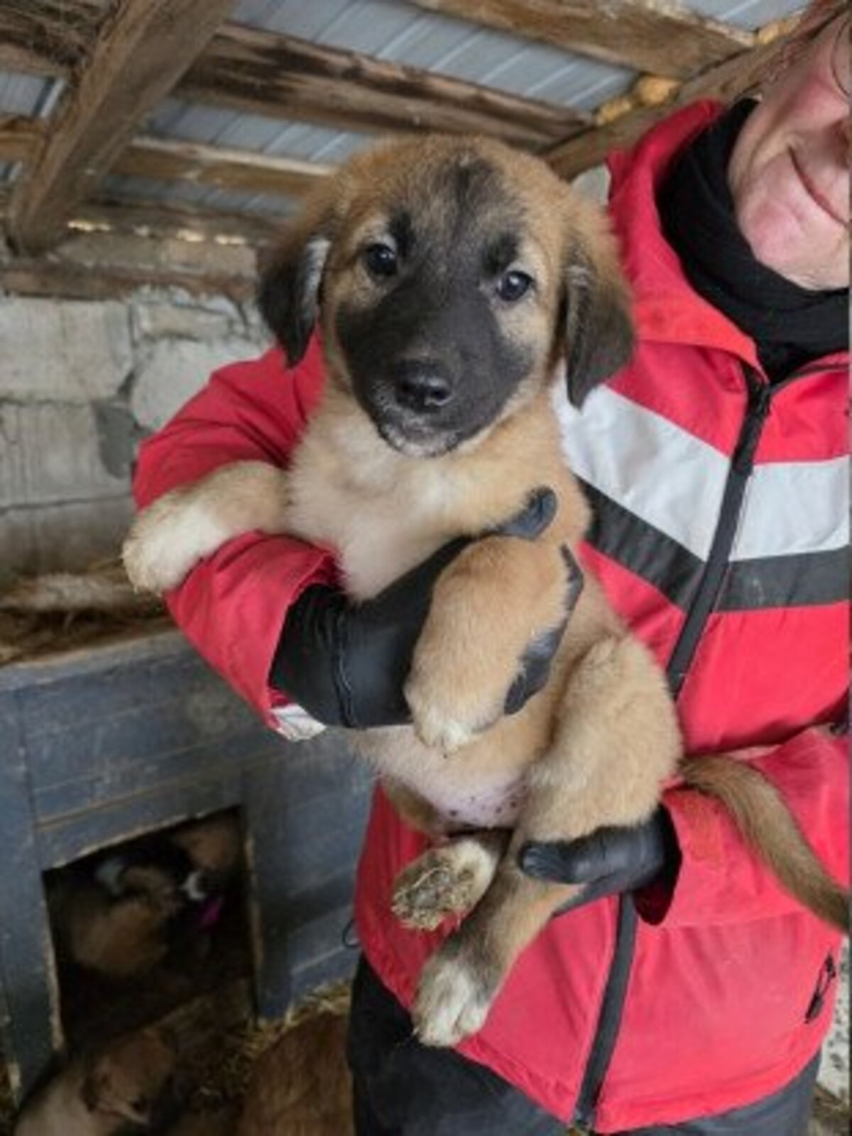Adoption Hopi