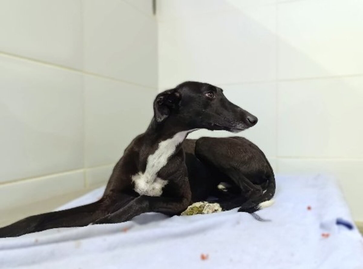 Adoption Hoppity