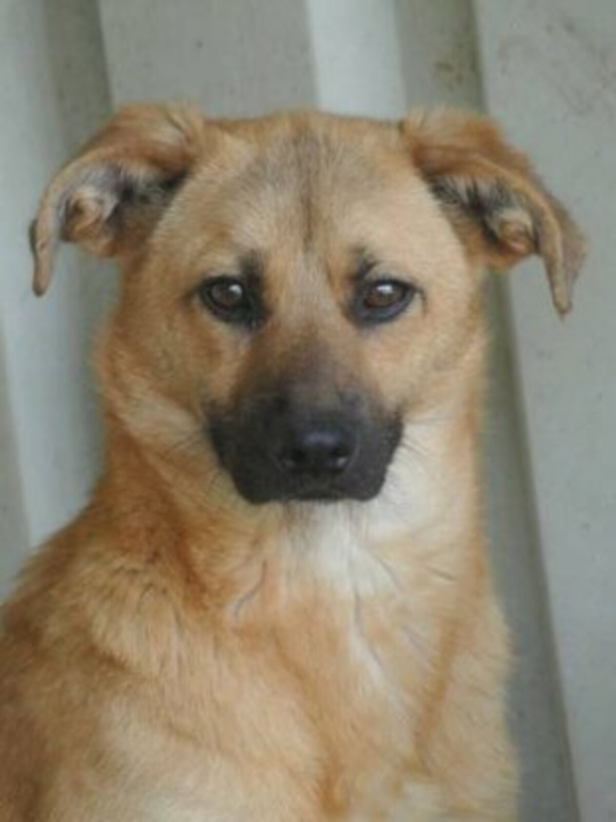 Adoption Howard