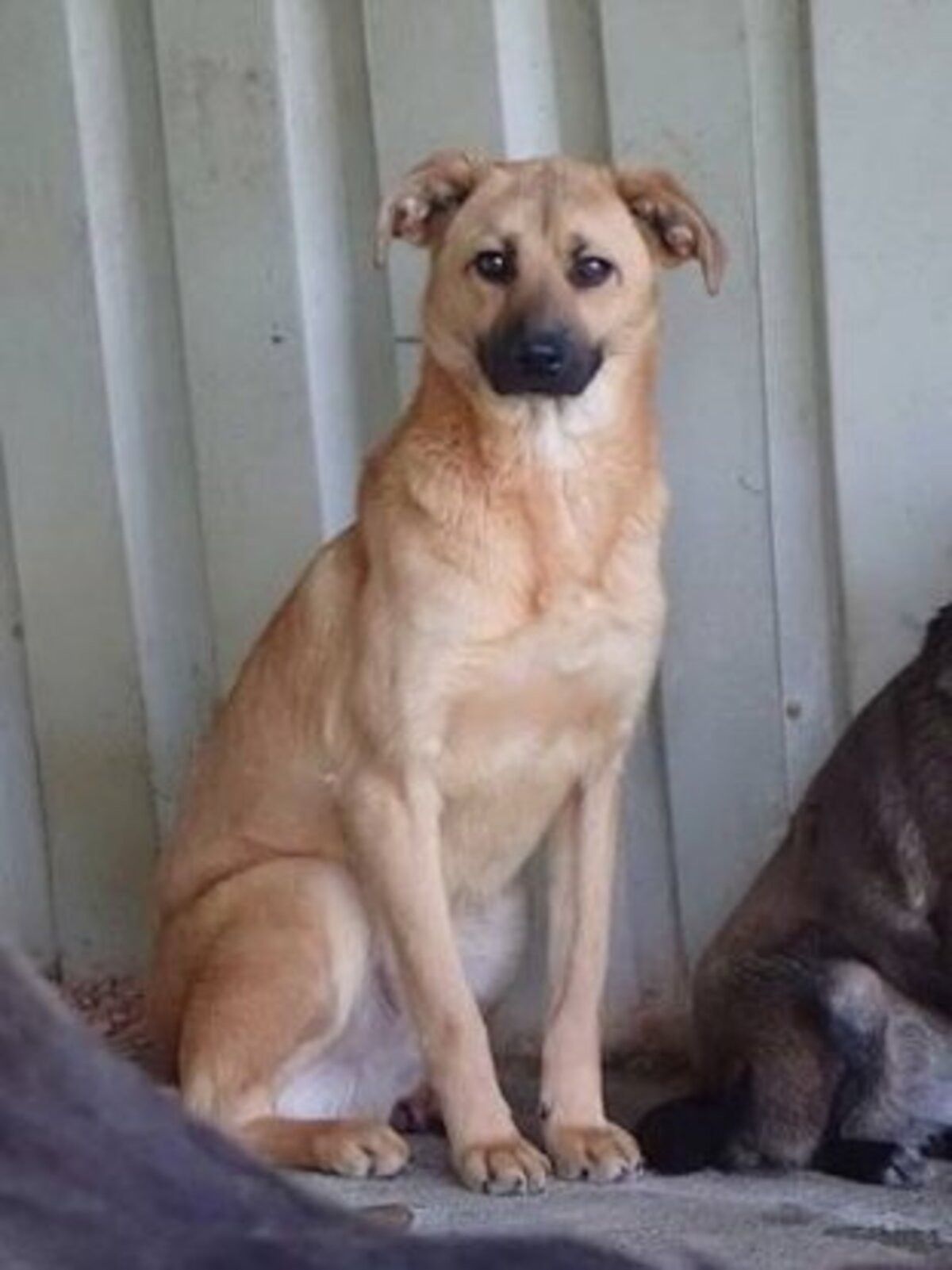 Adoption Howard