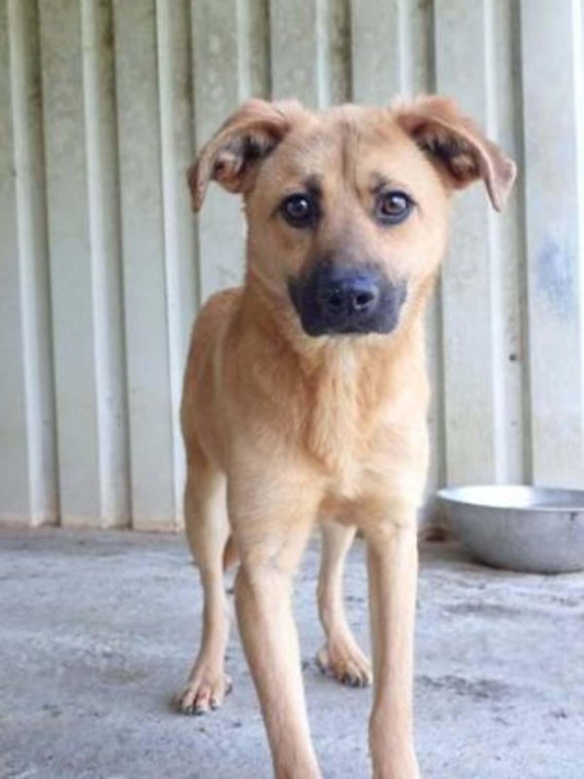 Adoption Howard