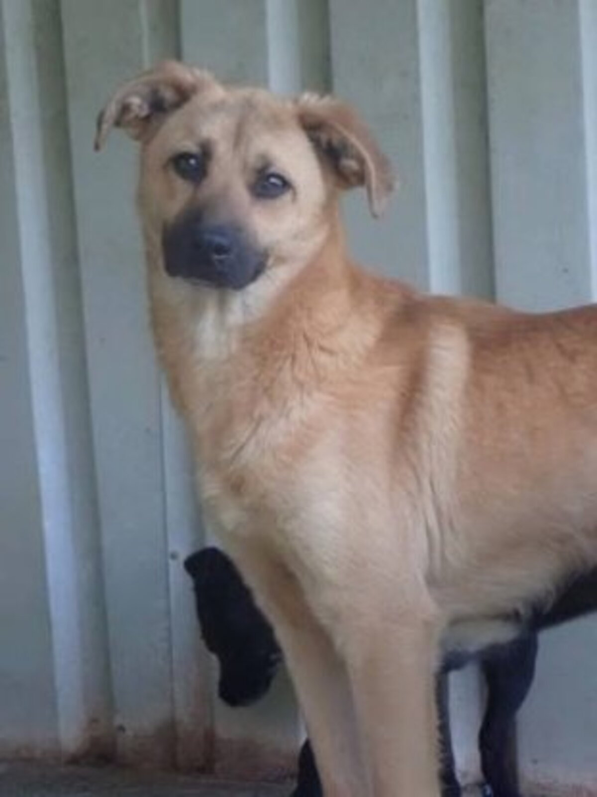 Adoption Howard
