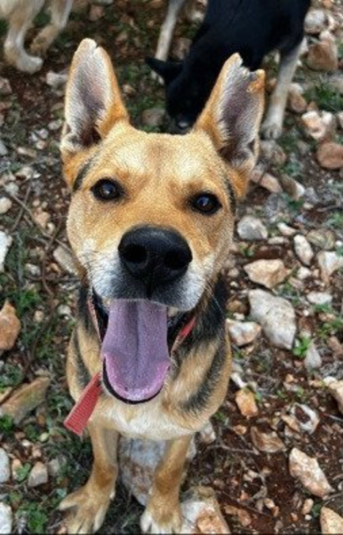 Adoption Hugo