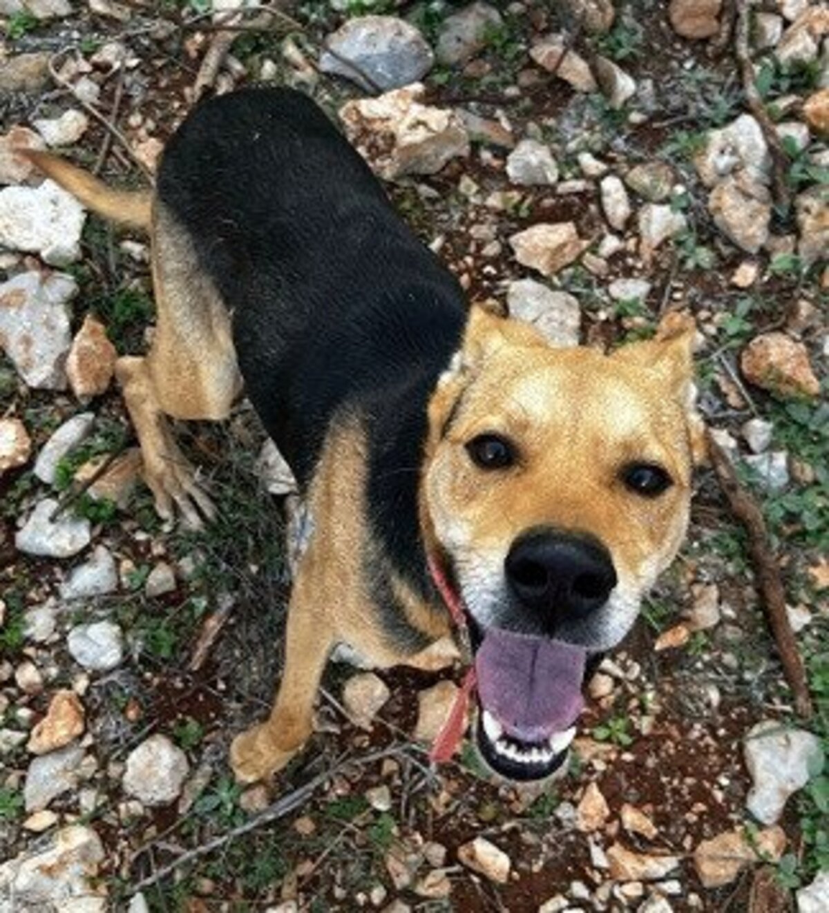 Adoption Hugo