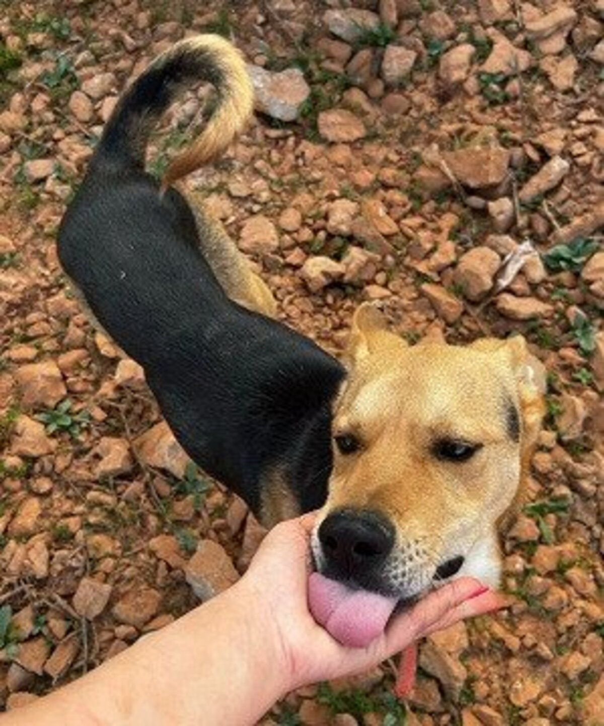 Adoption Hugo