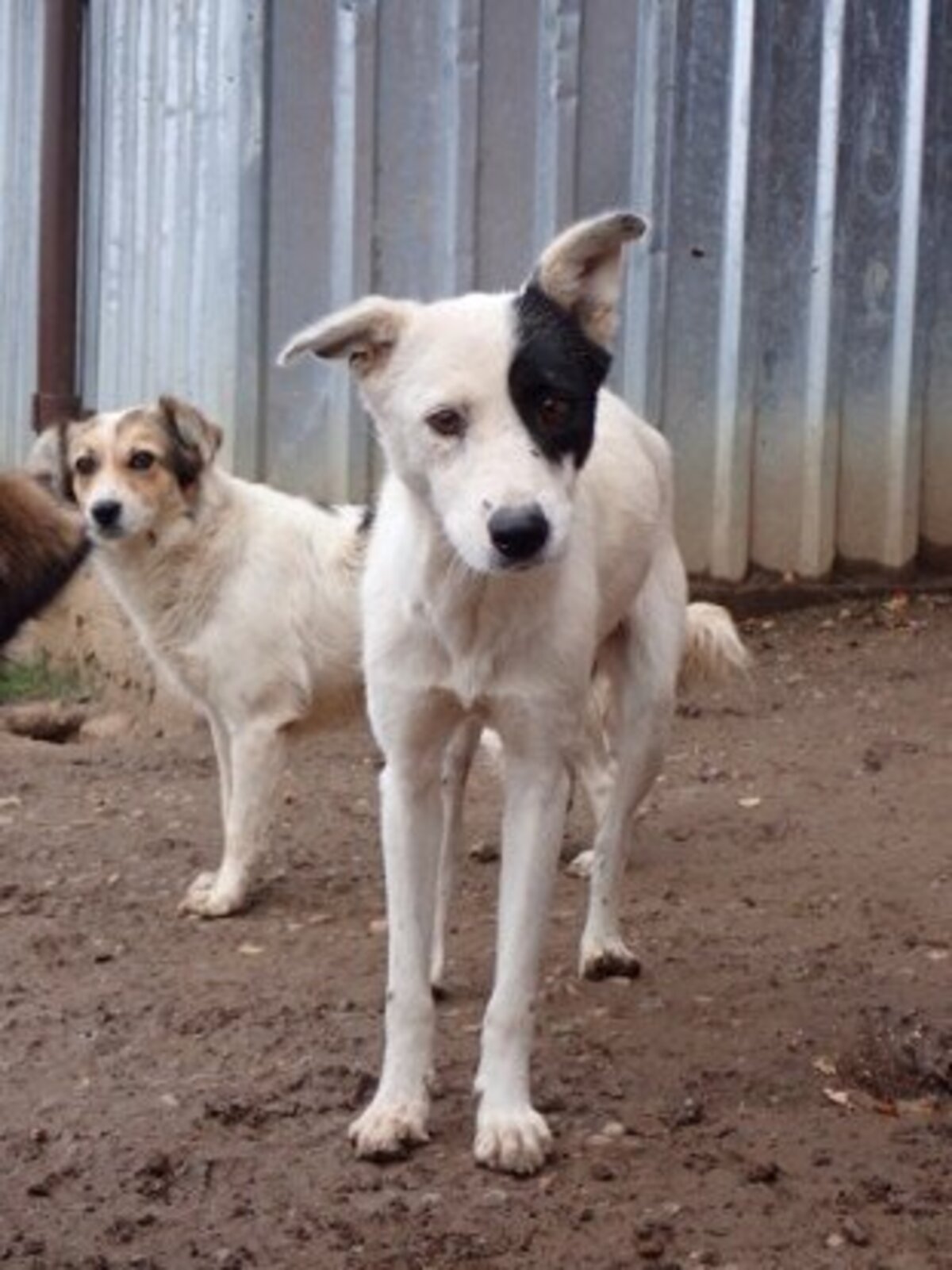 Adoption Hyaris