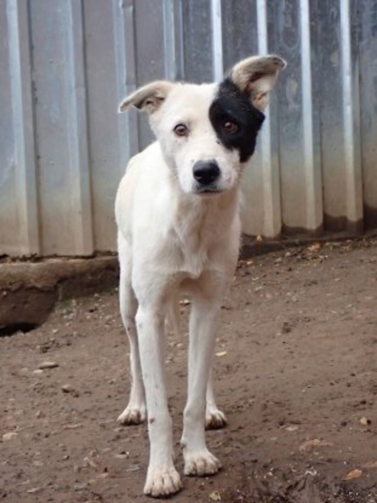 Adoption Hyaris