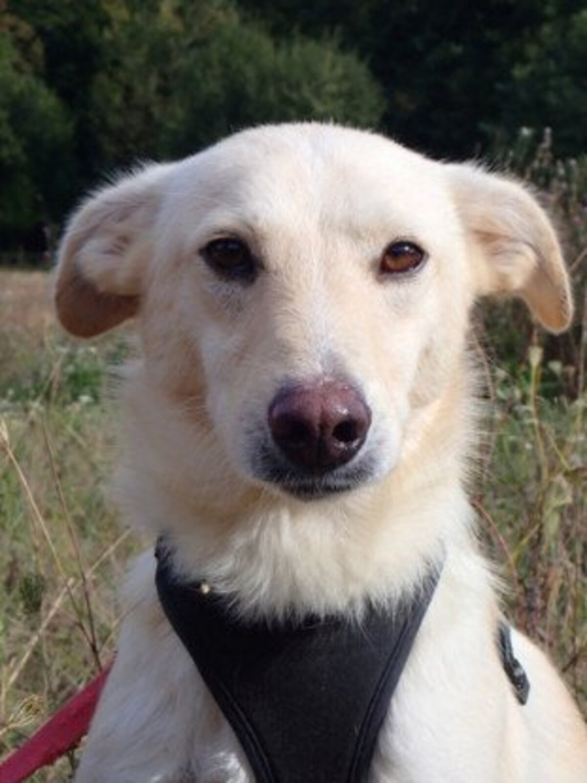 Adoption Hyperion