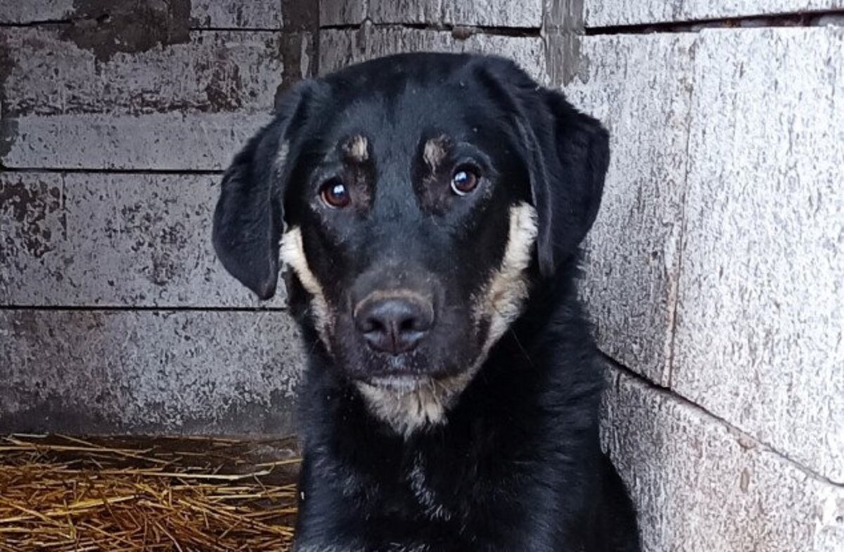Adoption Iancu