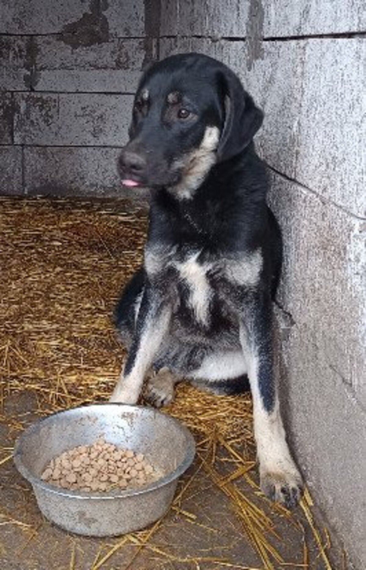 Adoption Iancu