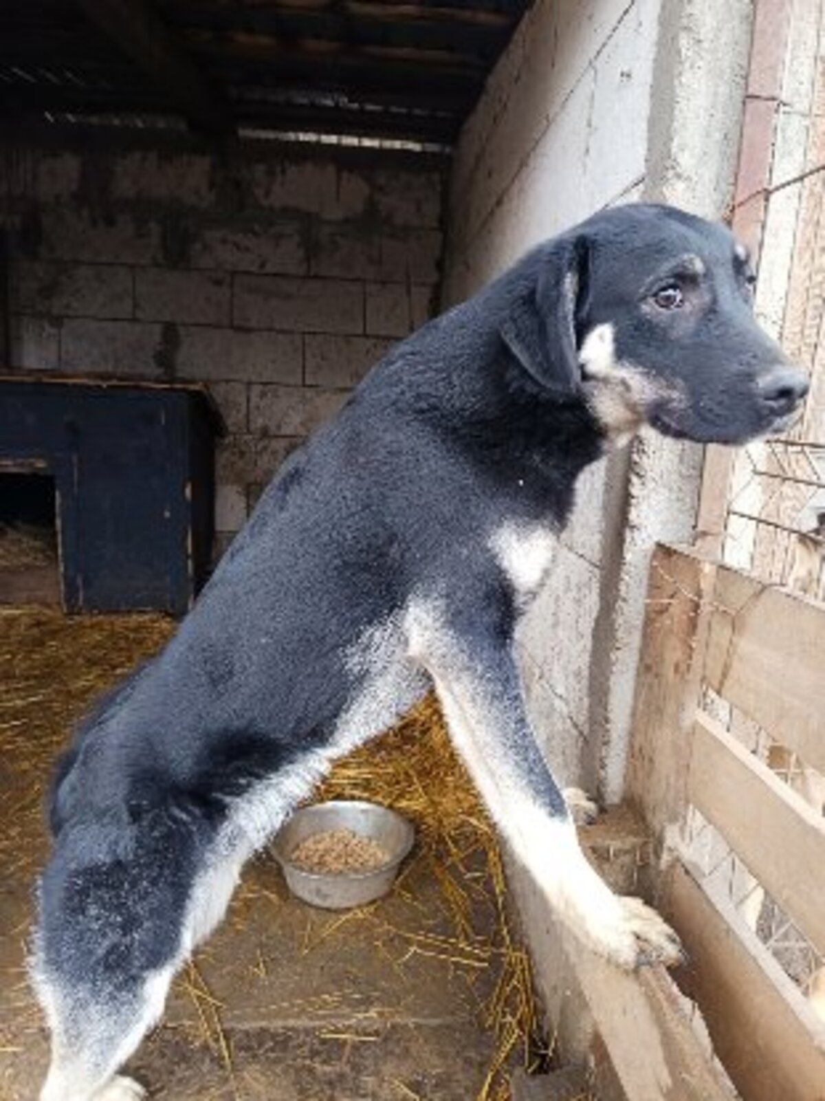 Adoption Iancu