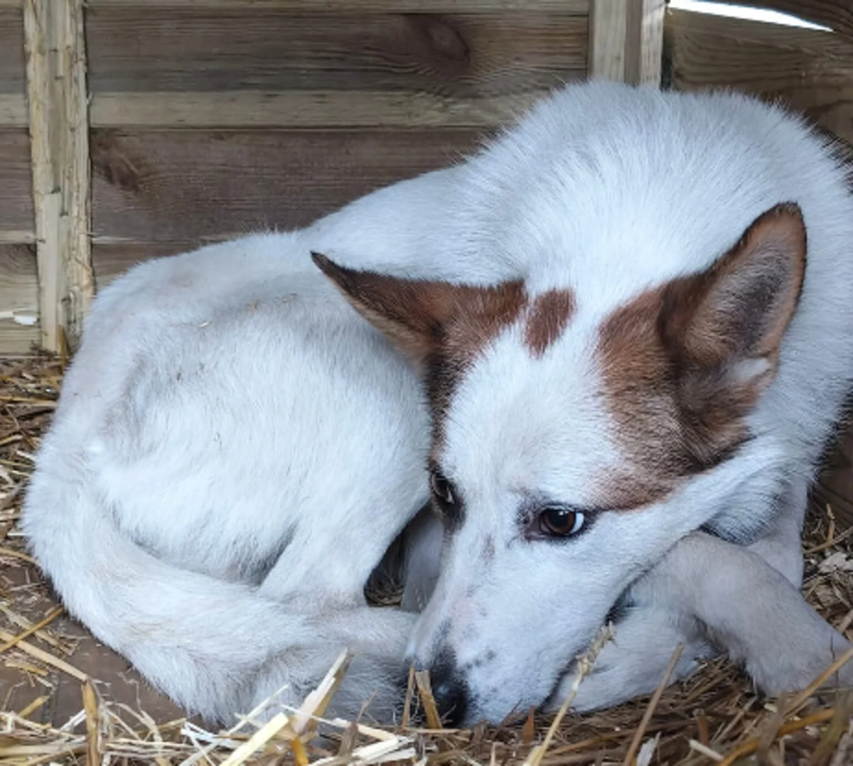 Adoption Idaho