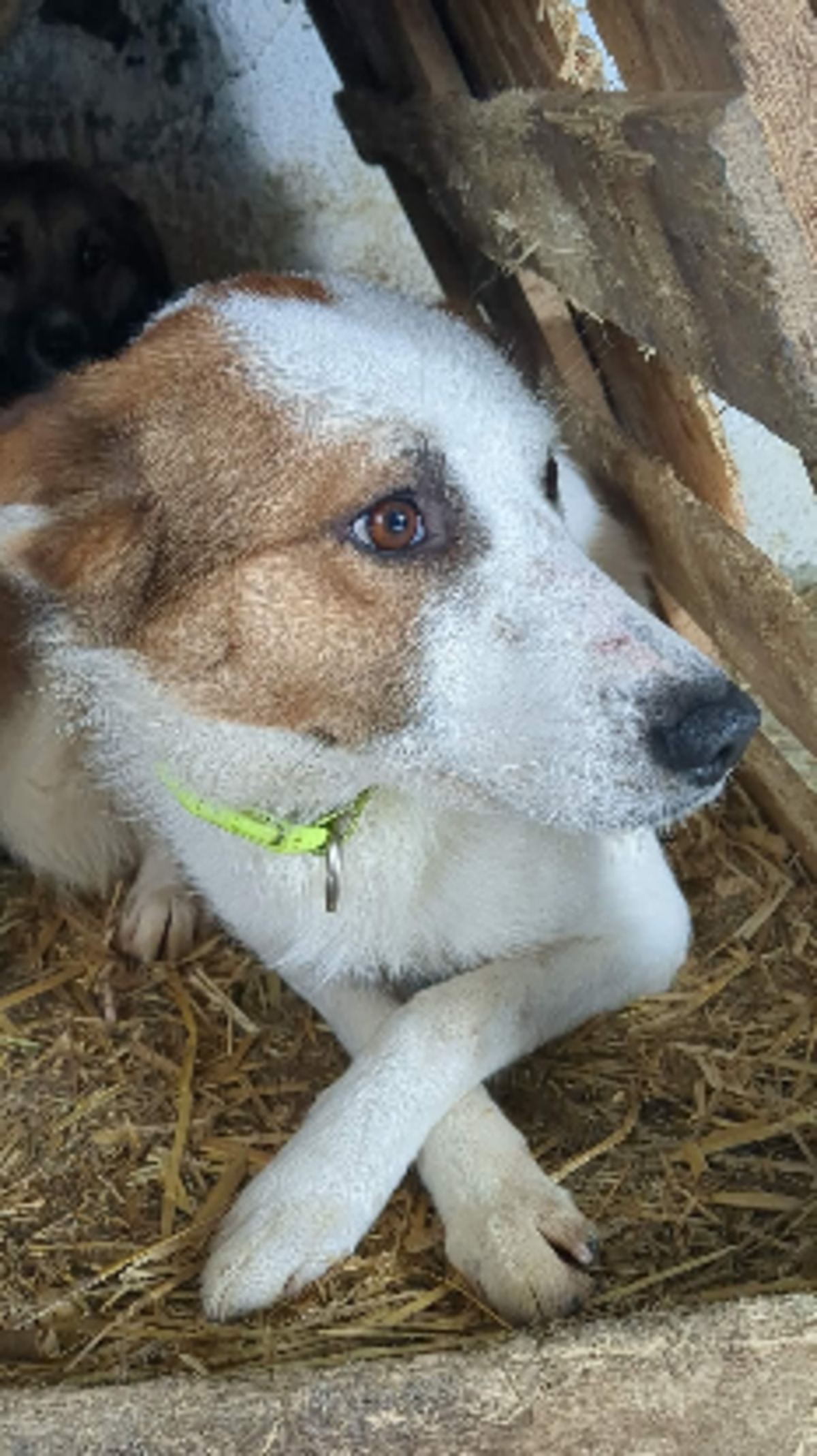 Adoption Idaho