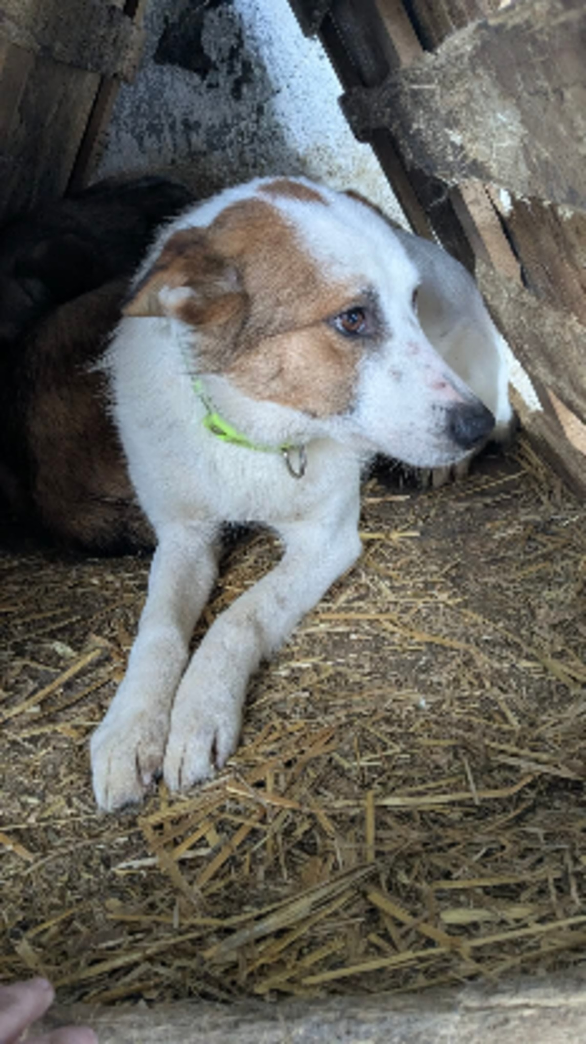Adoption Idaho