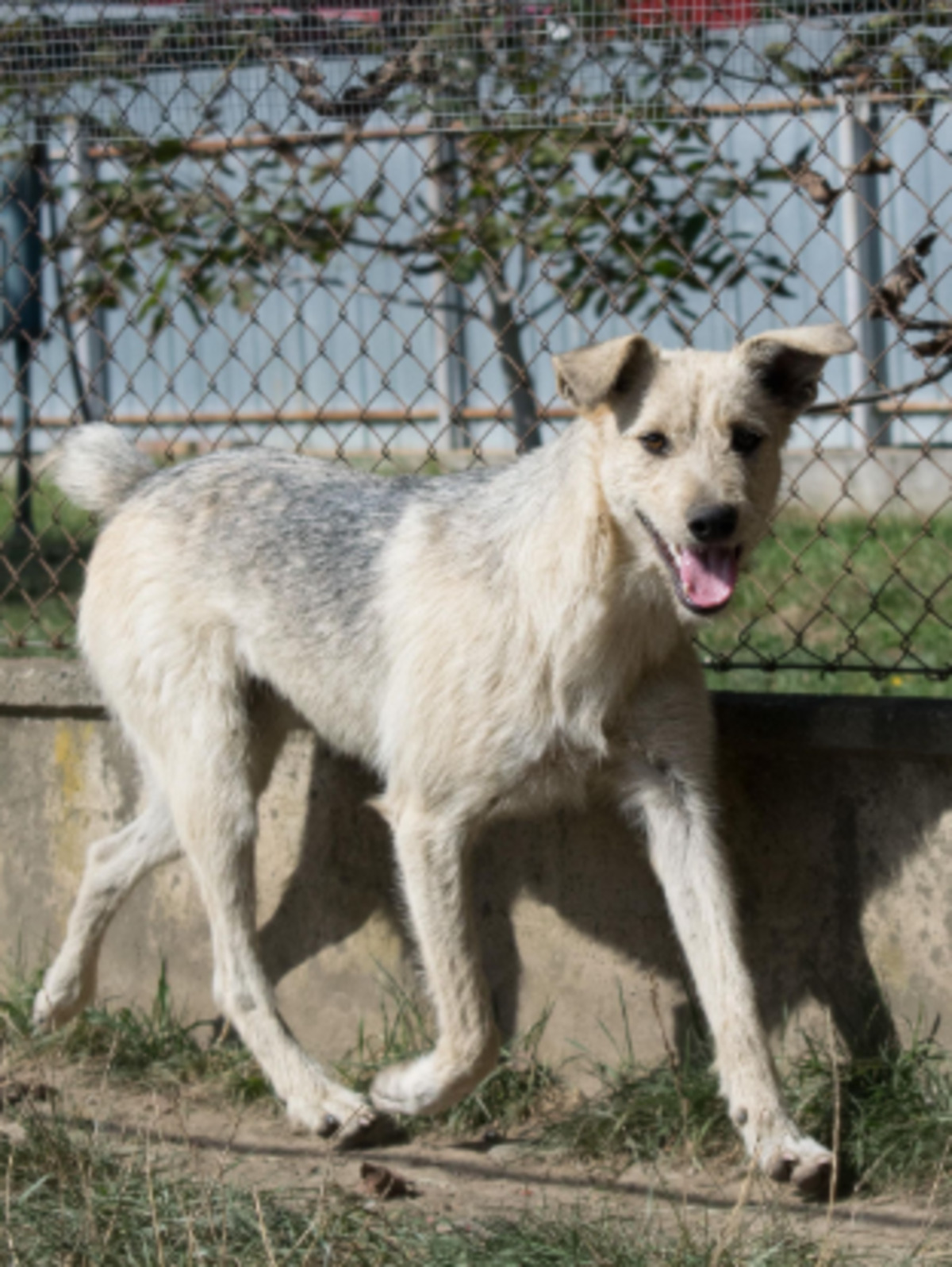 Adoption Iggy