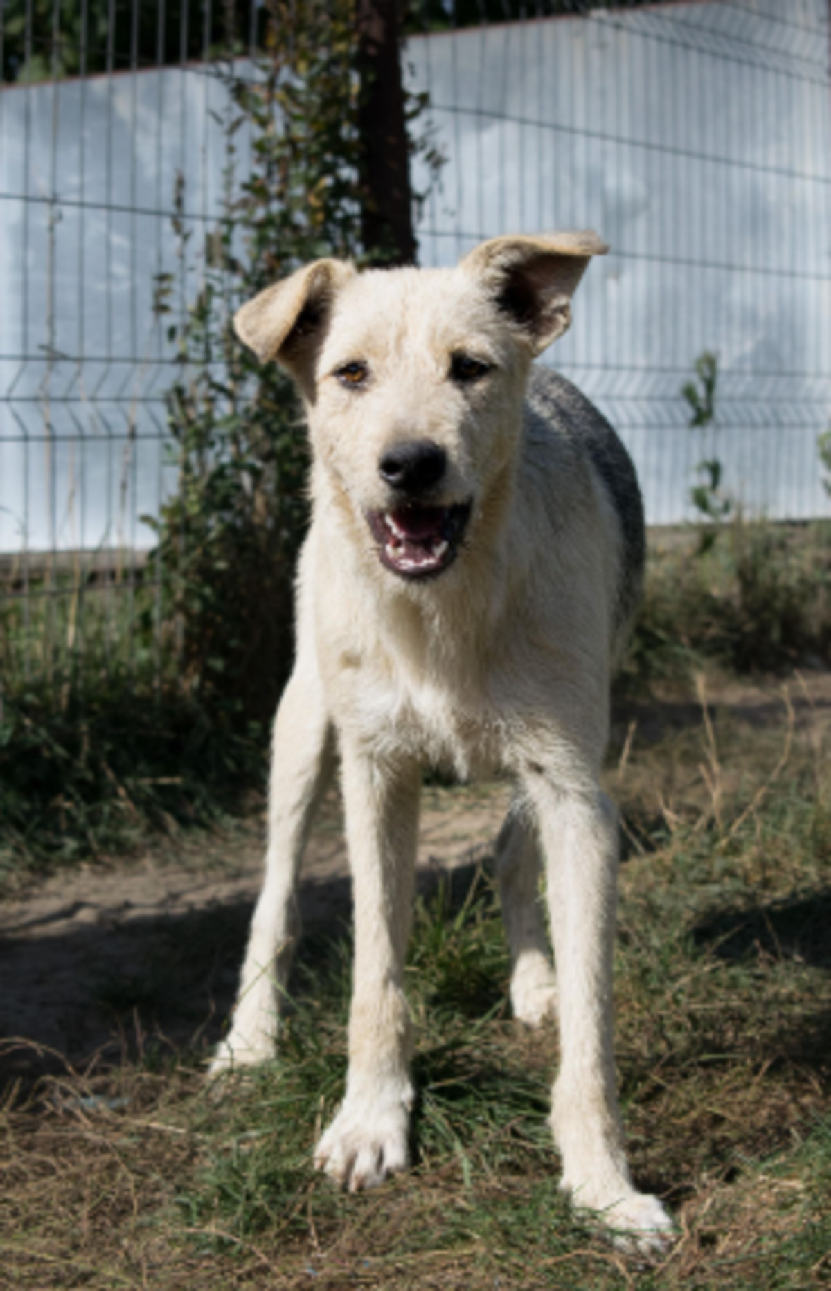 Adoption Iggy
