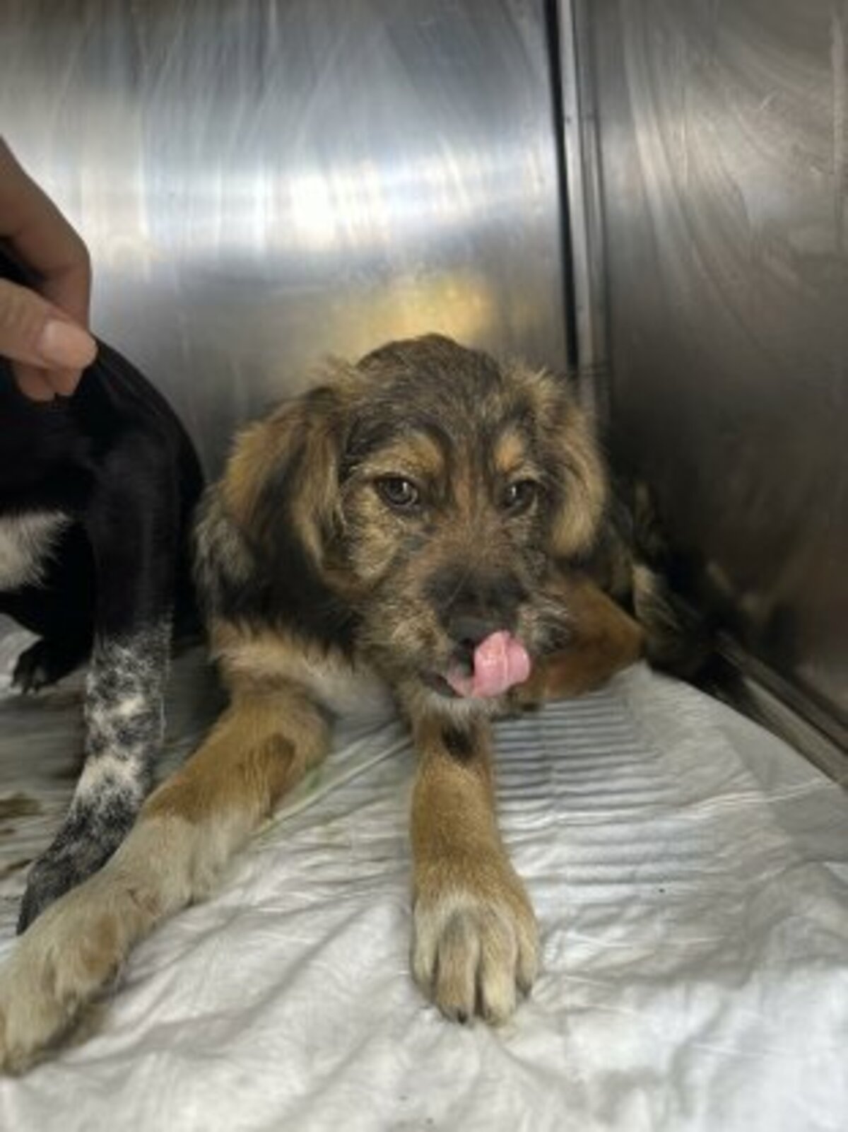 Adoption Igor