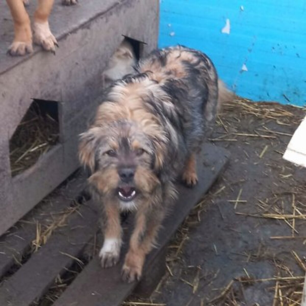 Adoption Igor