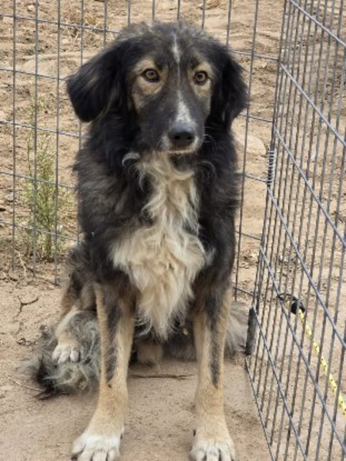Adoption Ilde