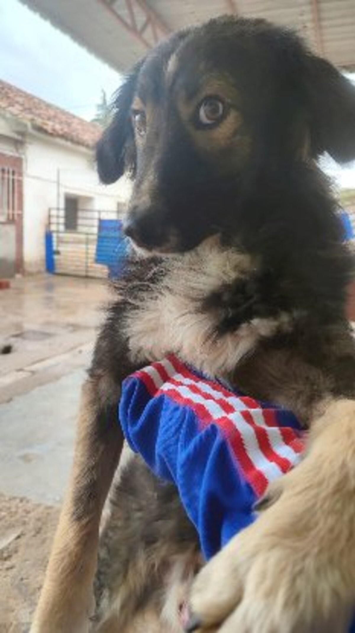 Adoption Ilde