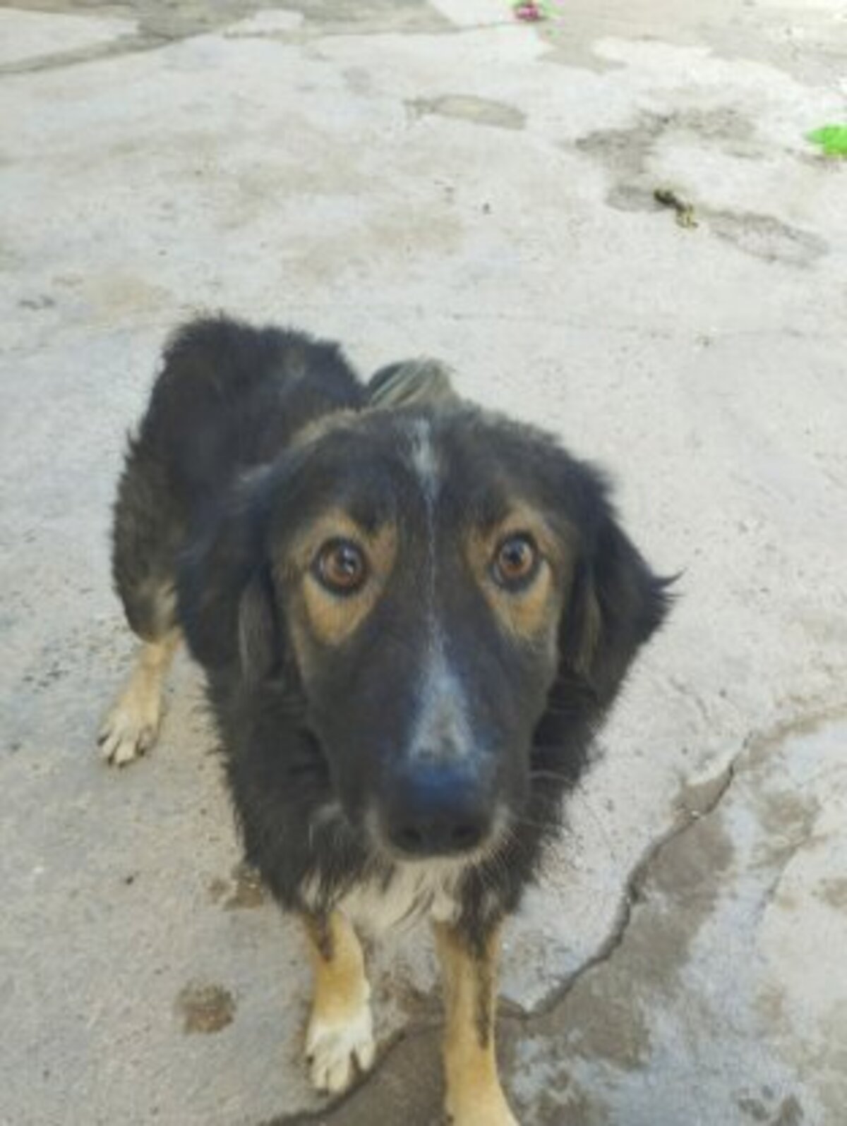 Adoption Ilde