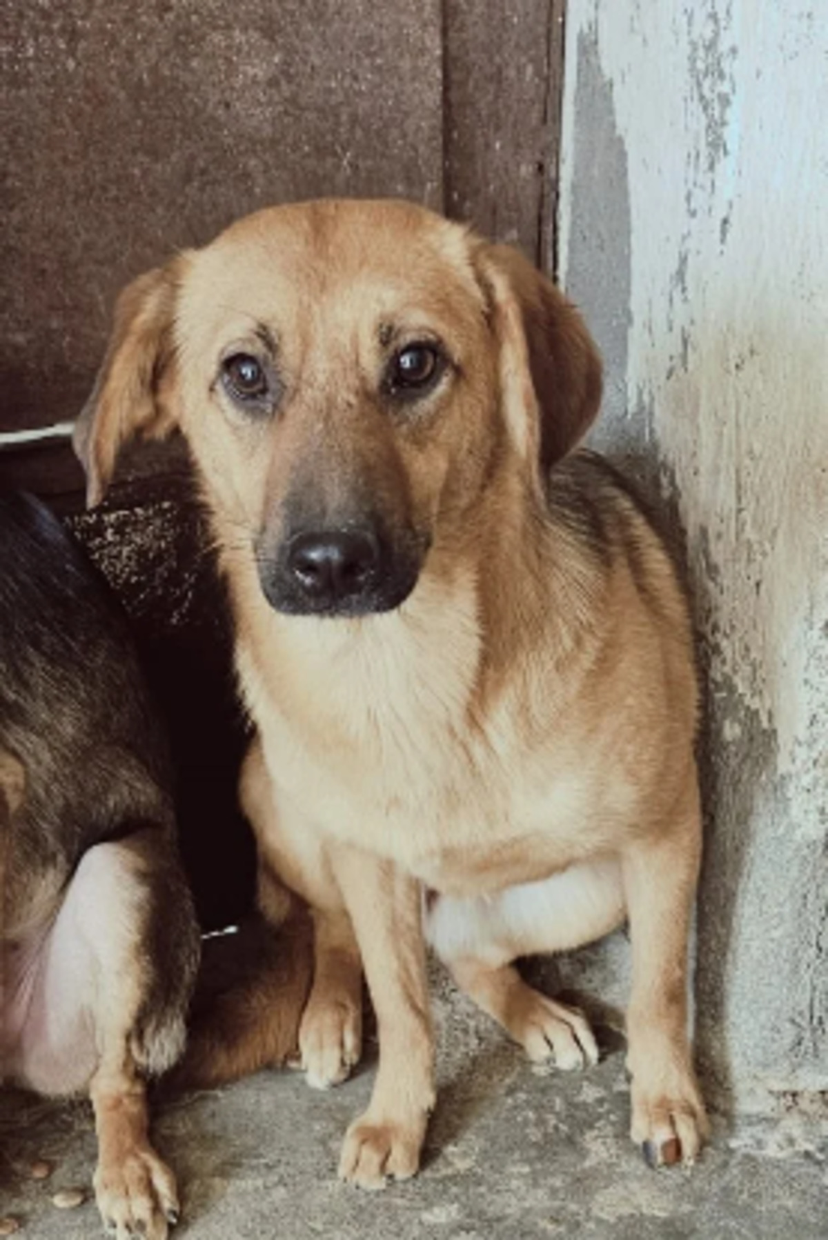 Adoption Indiana