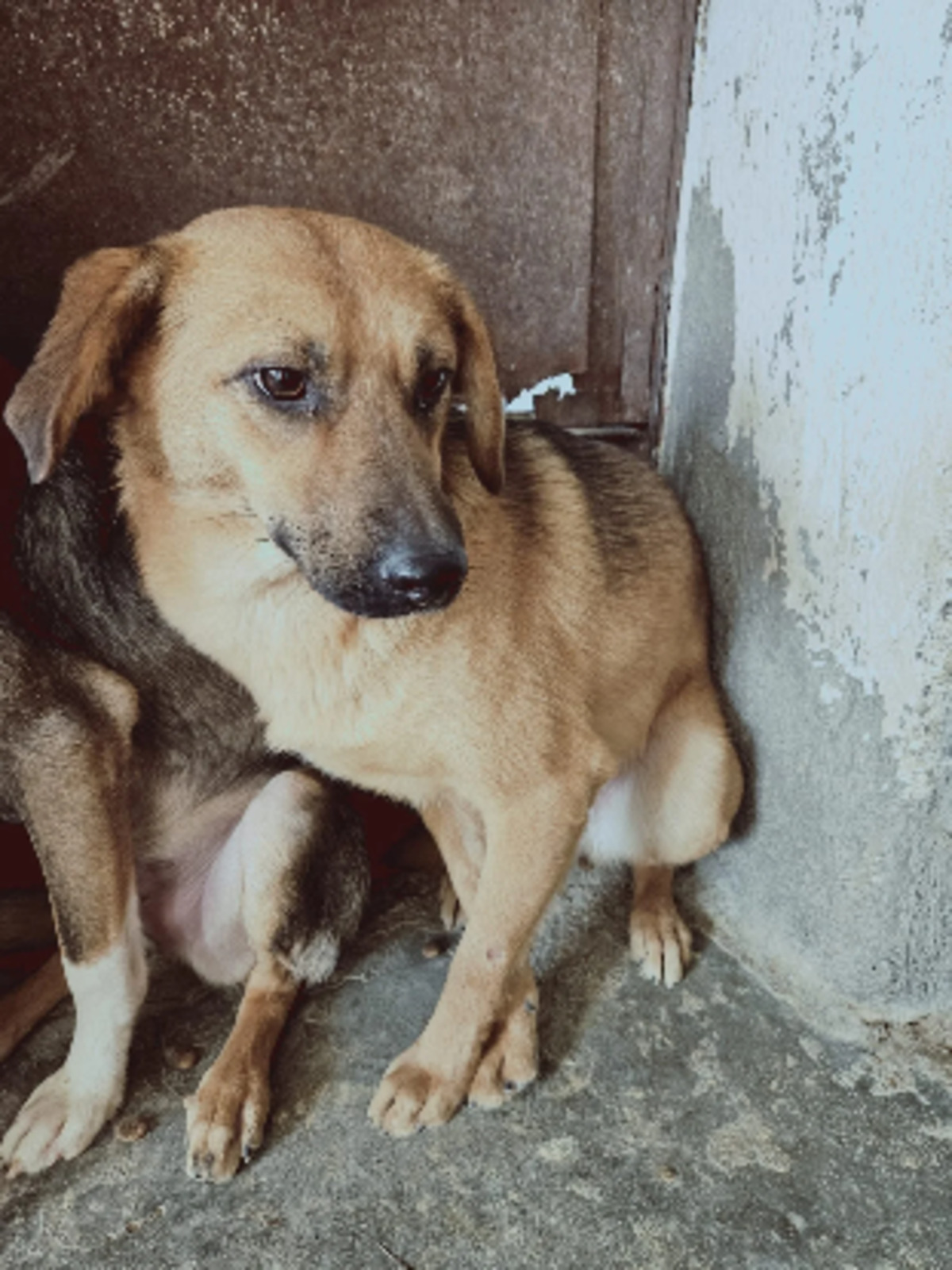 Adoption Indiana