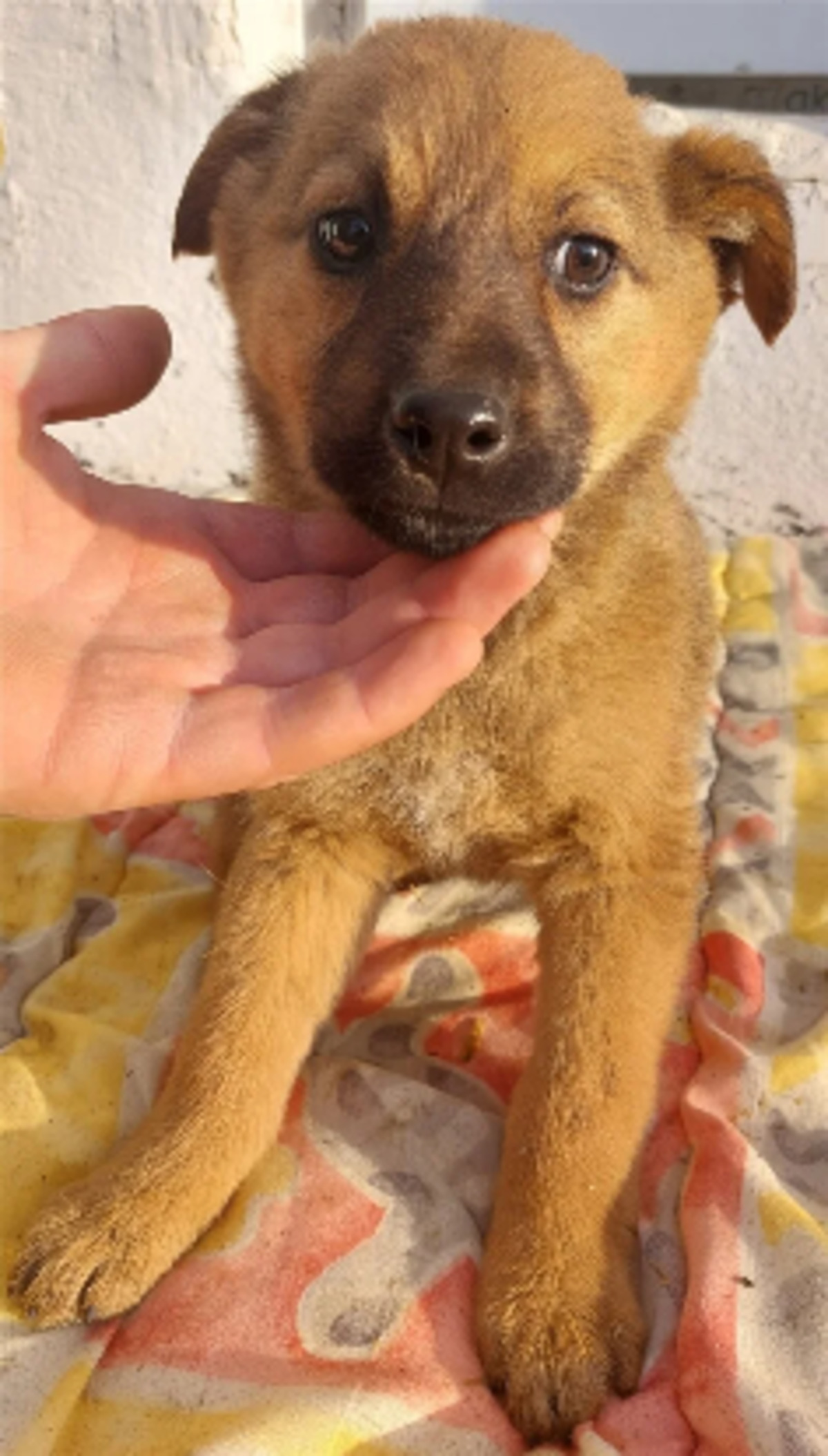 Adoption Indiana