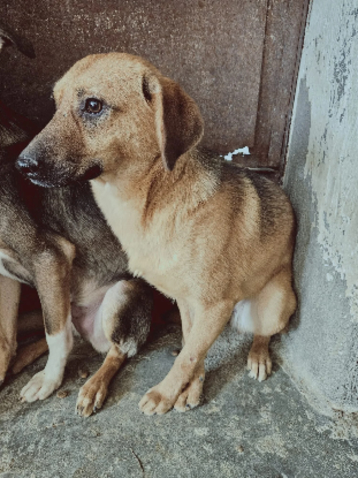 Adoption Indiana