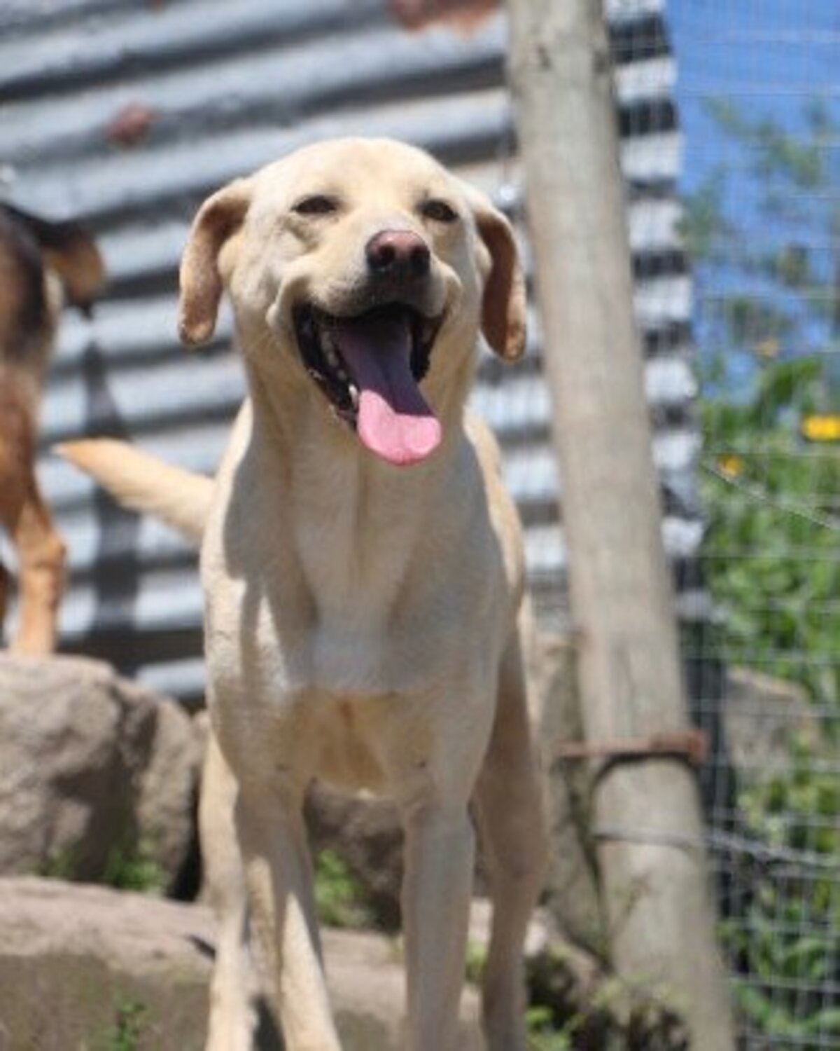 Adoption Iniko