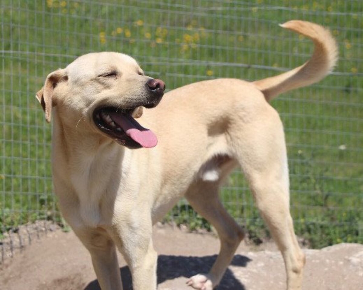 Adoption Iniko