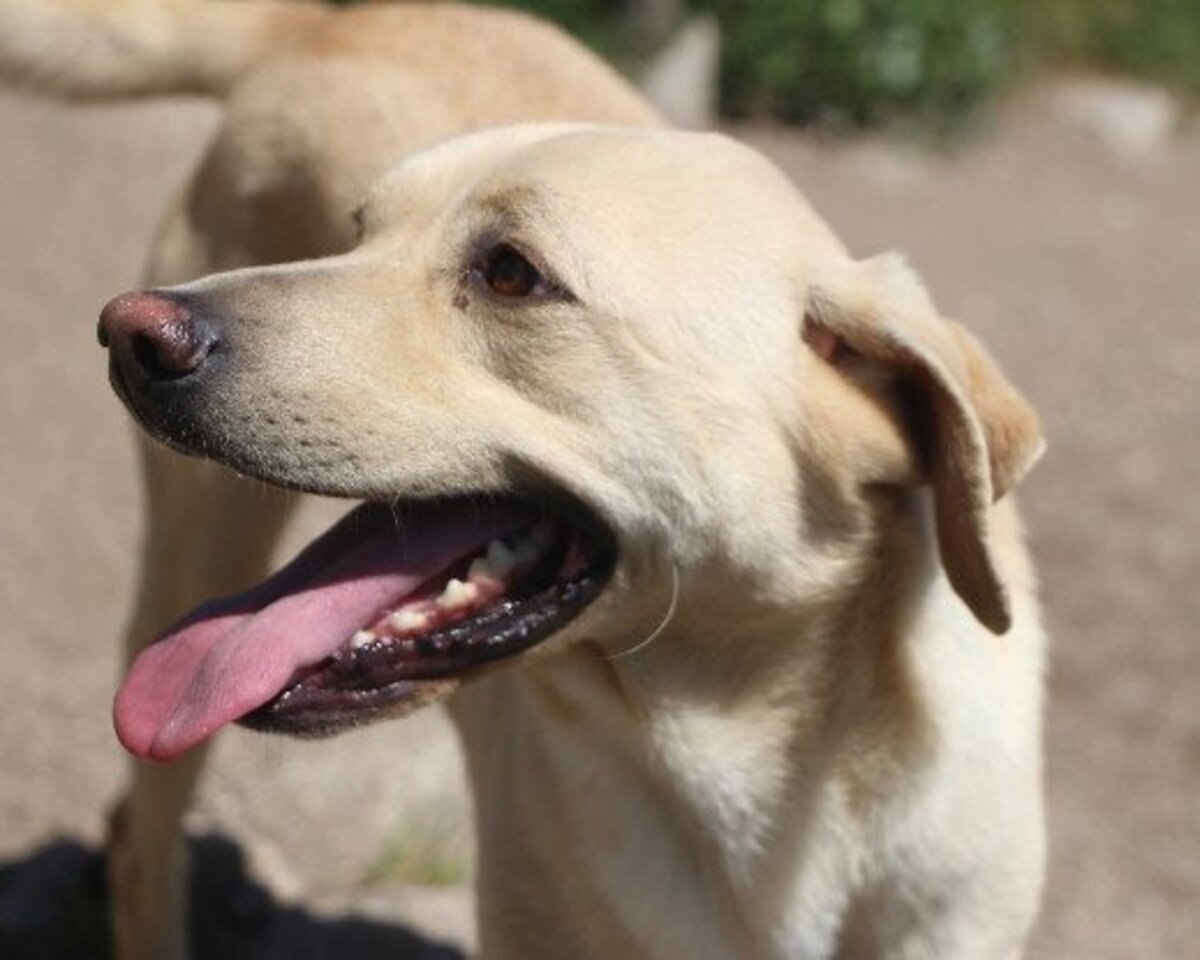 Adoption Iniko