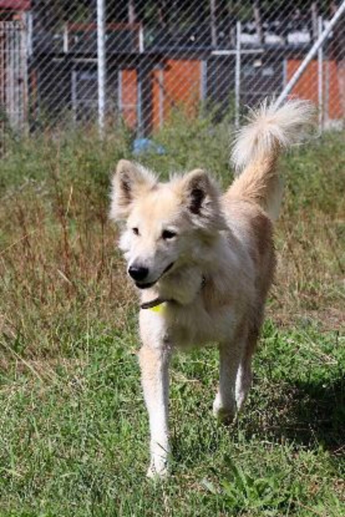 Adoption Inouk