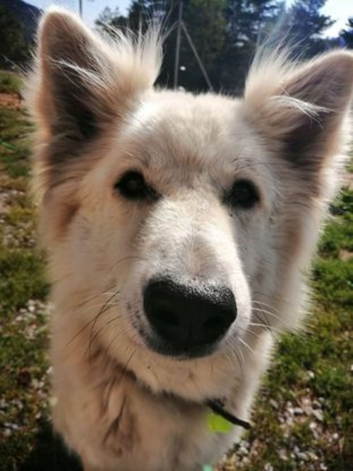 Adoption Inouk