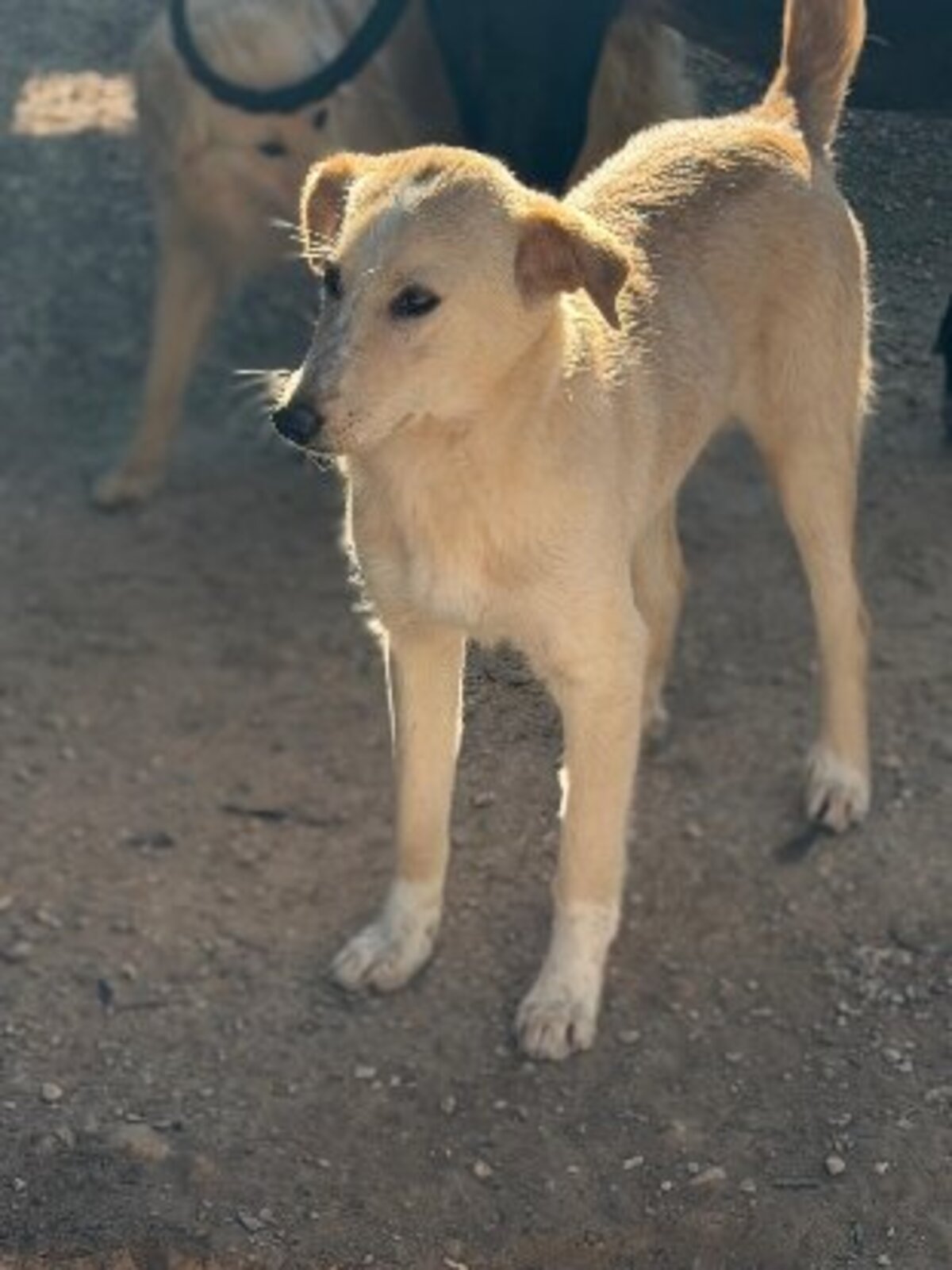 Adoption Iris