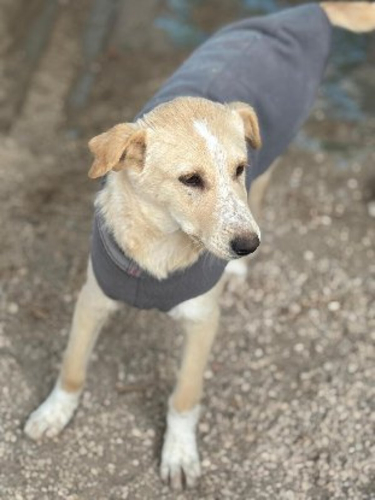 Adoption Iris