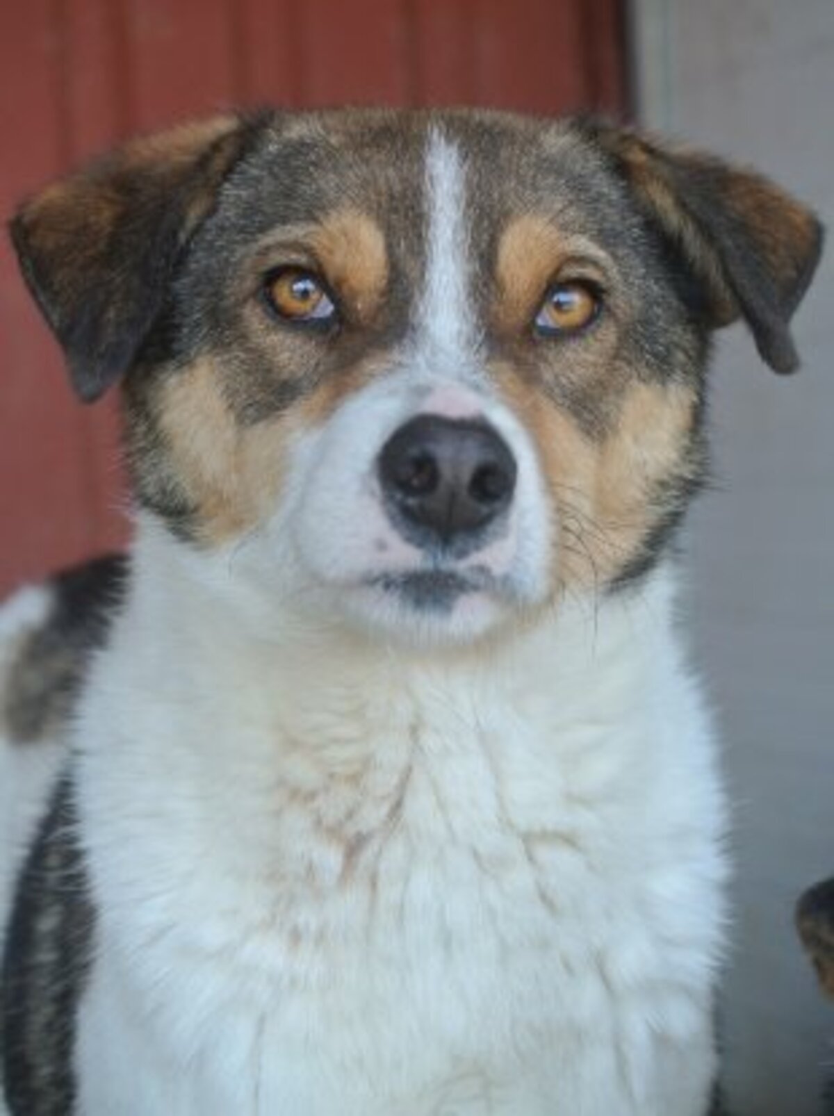 Adoption Isao
