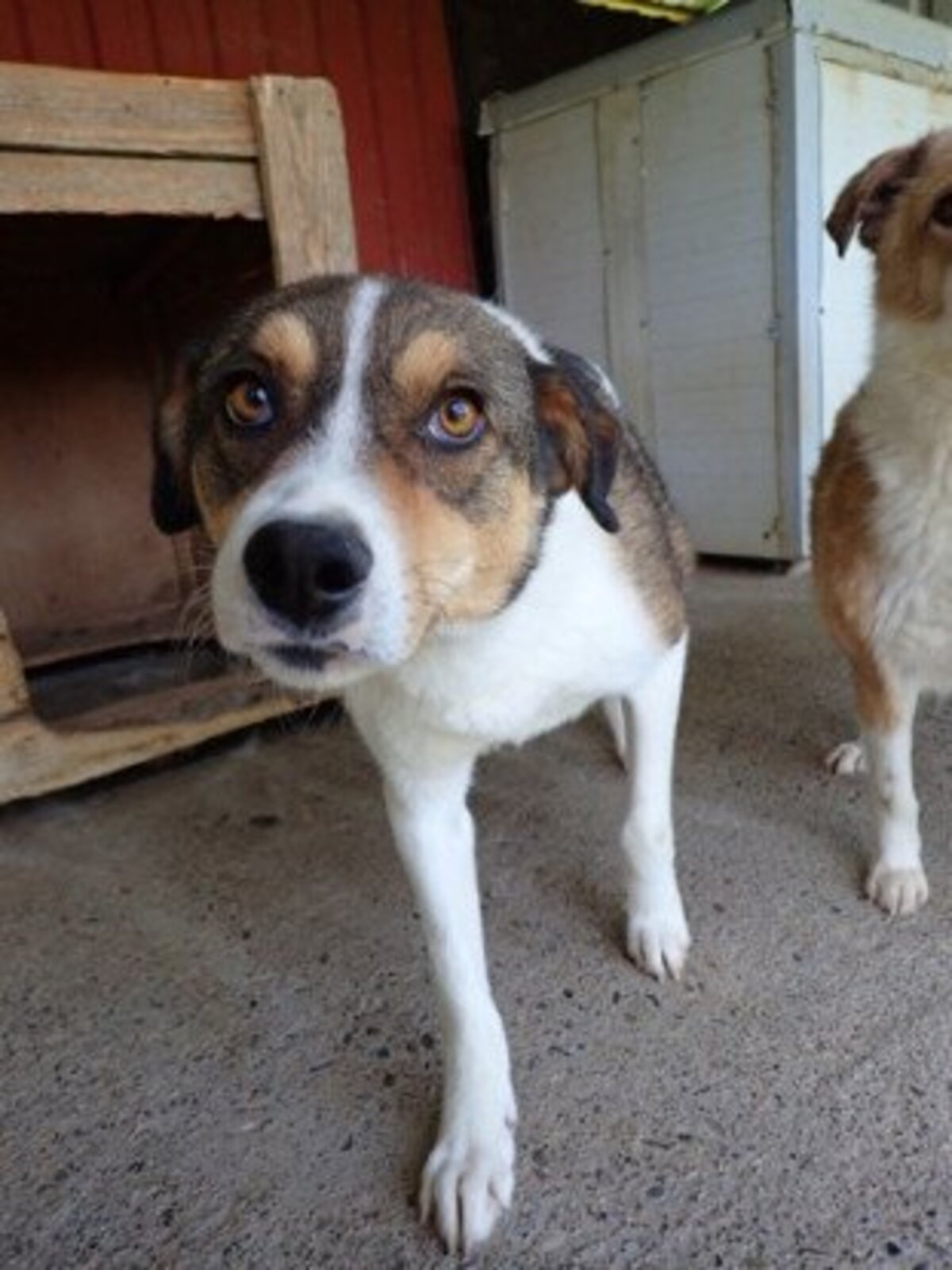 Adoption Isao