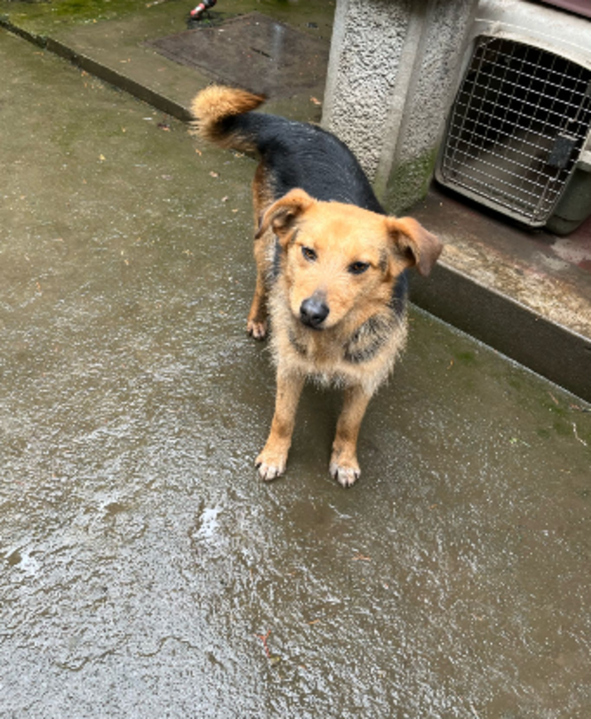 Adoption Issa