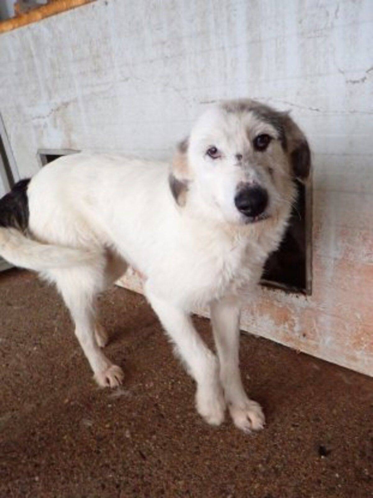 Adoption Issam