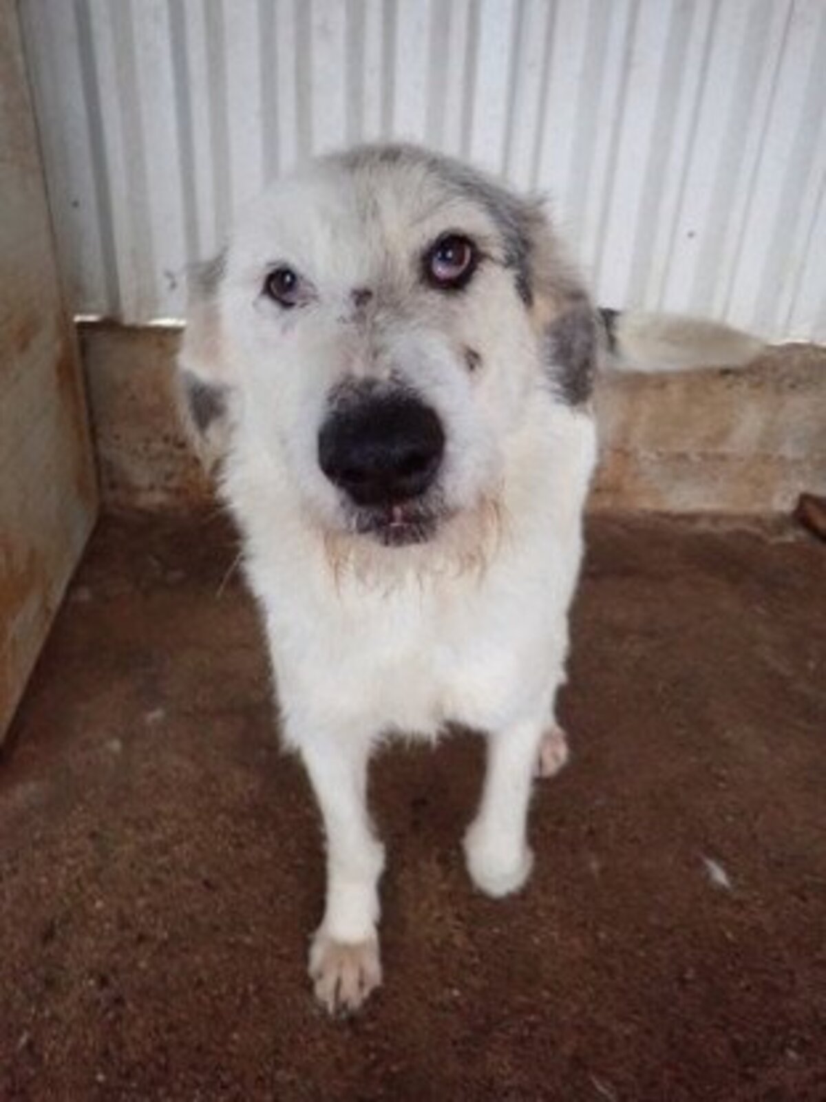 Adoption Issam