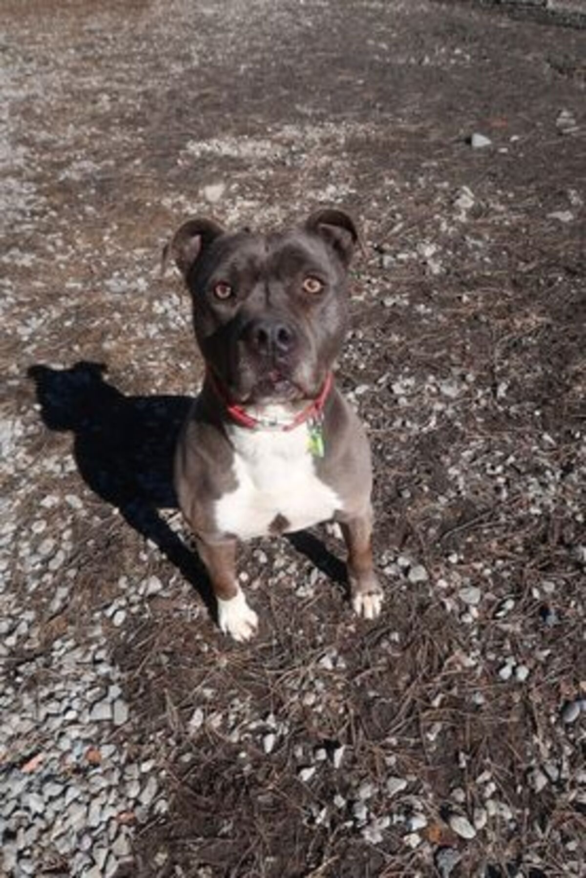 Adoption Jack