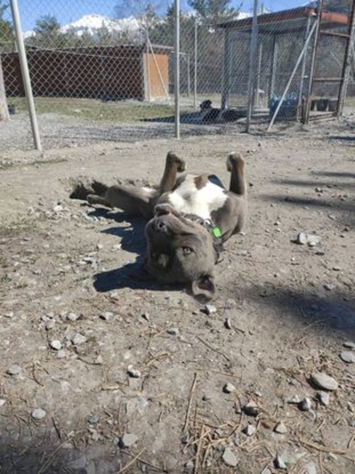 Adoption Jack